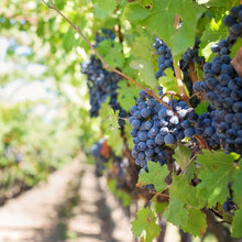 WINE COUNTRY sun drenched grapes D.E - flaming flamingo 
